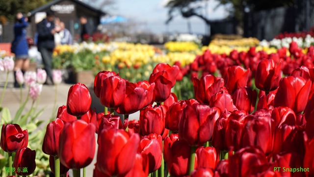 金香圣诞之梦（Tulipa Christmas Dream）