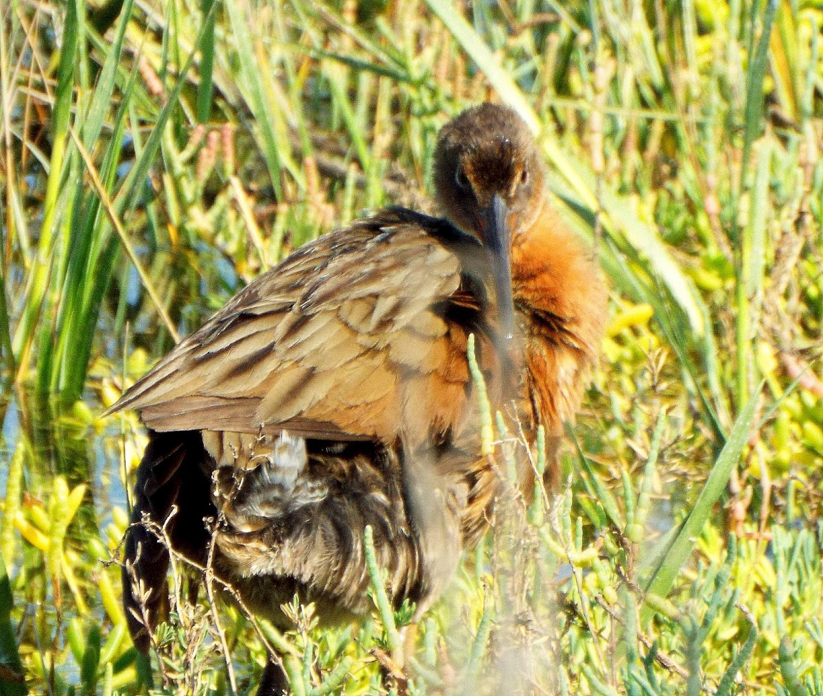 Clapper rail