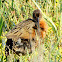 Clapper rail