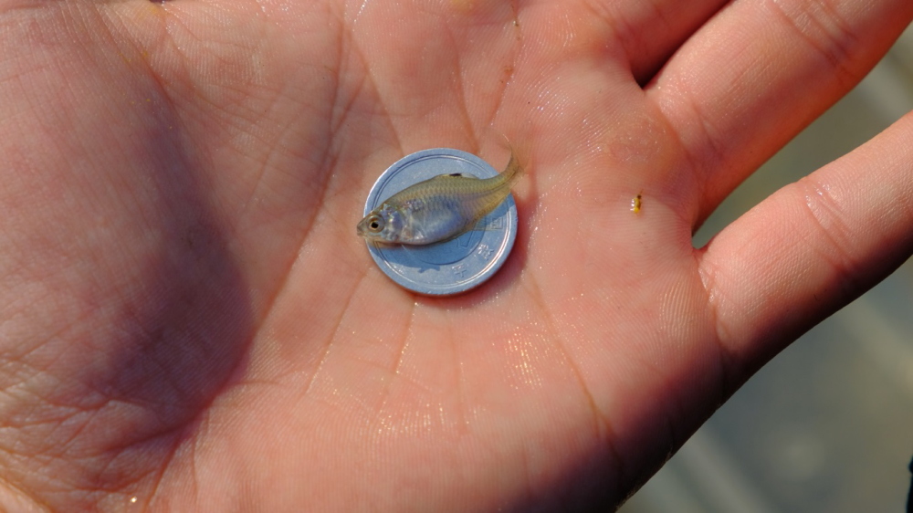 タナゴ　釣り針　針　極小