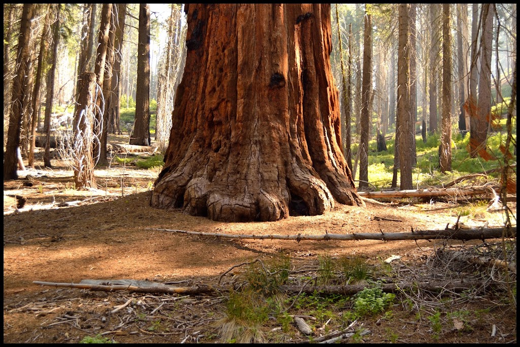 INTENSA RUTA POR LA COSTA OESTE USA 2015 - Blogs de USA - YOSEMITE-SECUOYAS-SAN FRANCISCO (14)