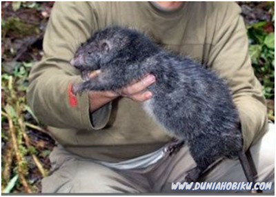 tikus raksasa papua