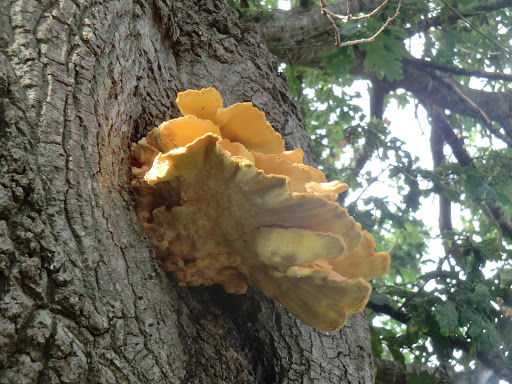 CIMG4629 Chicken of the woods (Laetiporus sulphureus), Whitemans Green