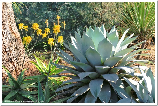 141227_Huntington_0323_Aloe-Sophie- -Agave-parryi