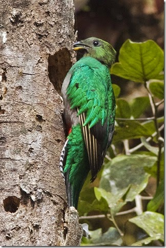 Resplendent_Quetzal_female