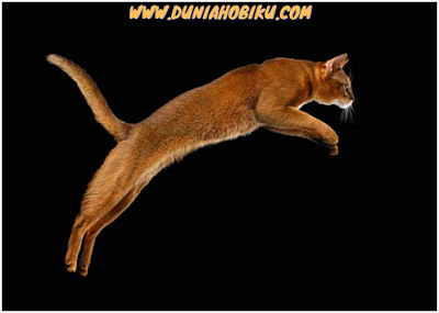 bagian badan kucing abyssinian