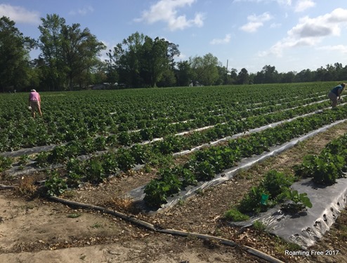 Strawberry Fields