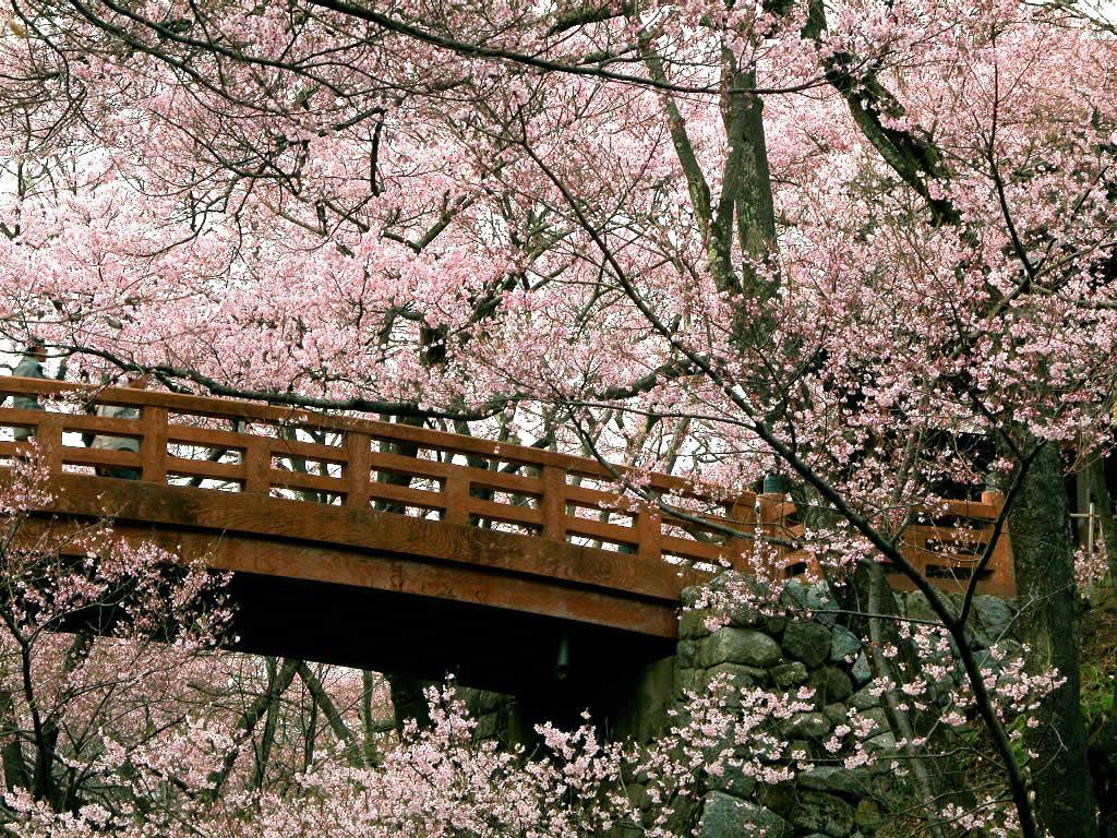 japanese cherry blossom