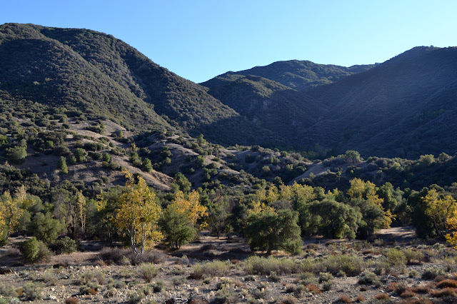 oaks in the river bed