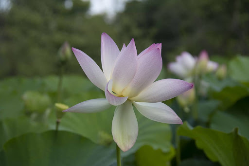 lotus information in hindi