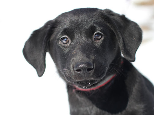 golden retriever mixed with pitbull. hot black lab golden retriever