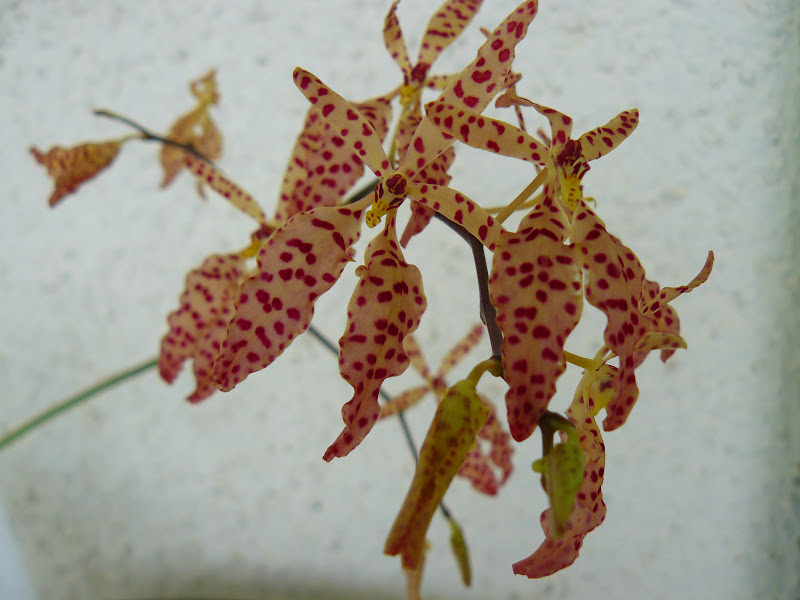 Renanthera Amayani (monachica x citrina) P1050215