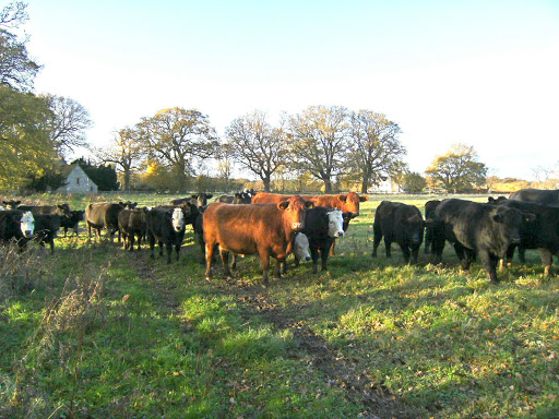 DSCF2680(1) Cattle near Winchfield Church