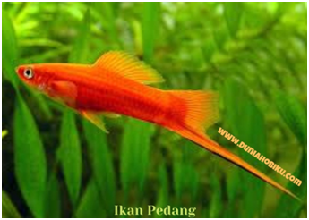 ikan pedang