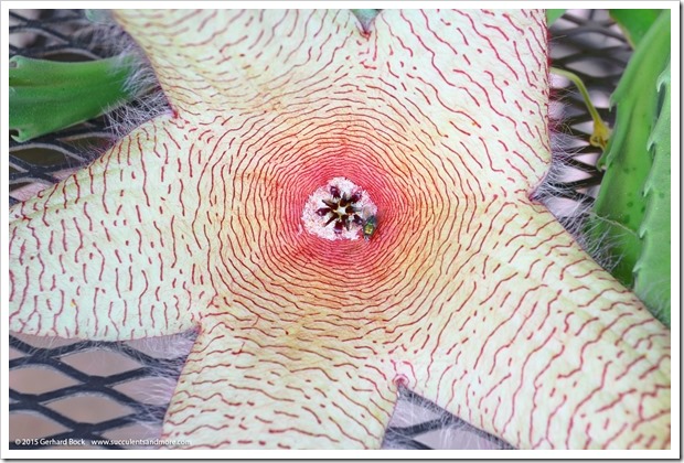 151017_Stapelia_gigantea_011