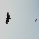 Crested serpent eagle