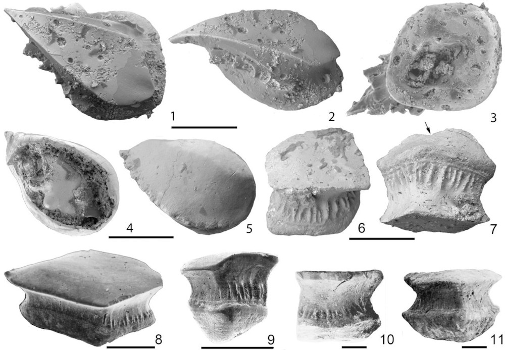 파일:external/jpaleontol.geoscienceworld.org/F2.large.jpg