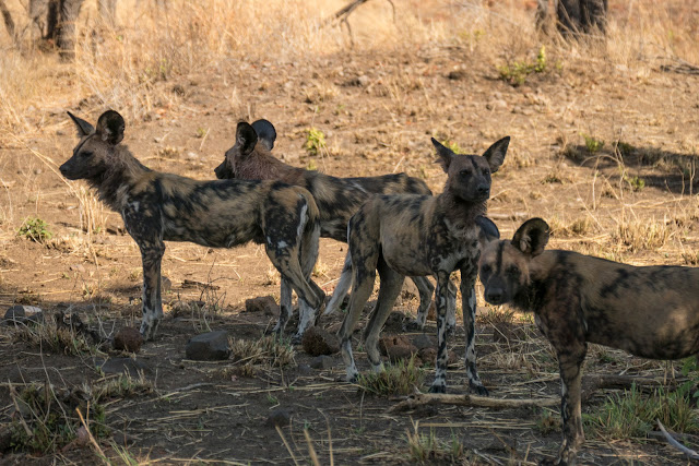 Botswana et Zimbabwe en octobre BotsZim_Oct2015_631