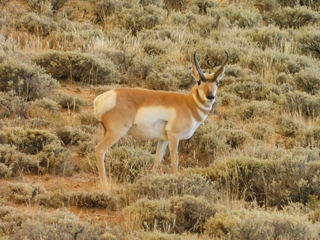 C17_USA CO Pronghorn Antelope_2018-09-22_DSCN2615