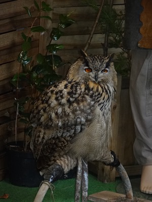 2018.03.10-002 hibou grand duc d'Europe