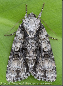 9226 Splendid Dagger Moth (Acronicta superans)