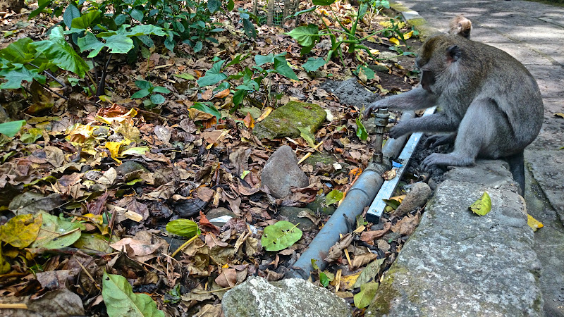 DSC 0372 - Monkey Forest, Ubud