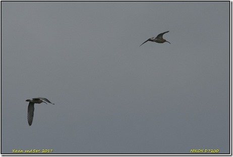 Slimbridge WWT - October