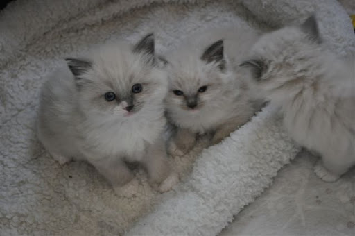 Ragdoll Cat Forum