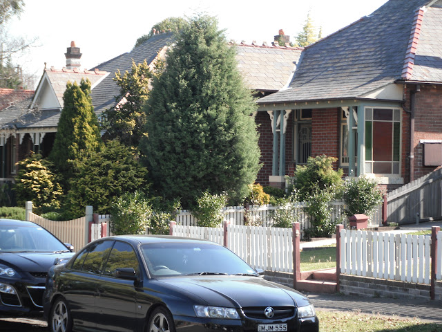 Specimen pines in Stanton Road