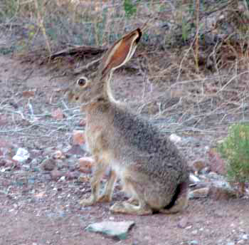 DESERT COTTONTAIL