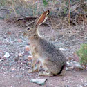 DESERT COTTONTAIL