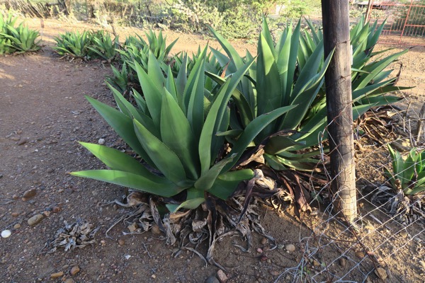 Agave