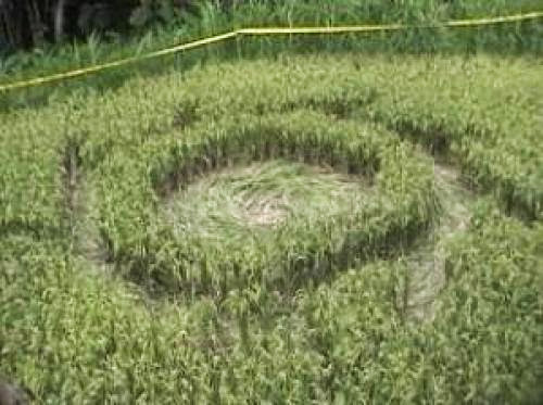 3Rd Indonesian Rice Crop Circle Jan 29Th 2011