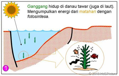 Proses pembentukan minyak bumi