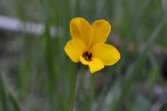 yellow flower with dark spots