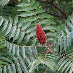 Rhus typhina