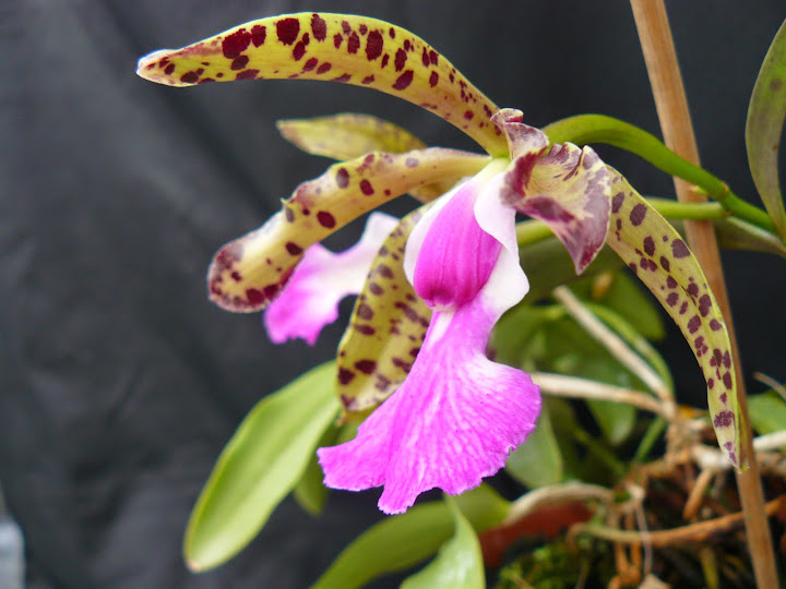 Cattleya aclandiae P1040523