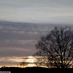 Tree. 21022012-0001.jpg