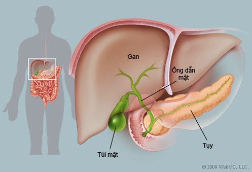 Phác đồ điều trị viêm gan b