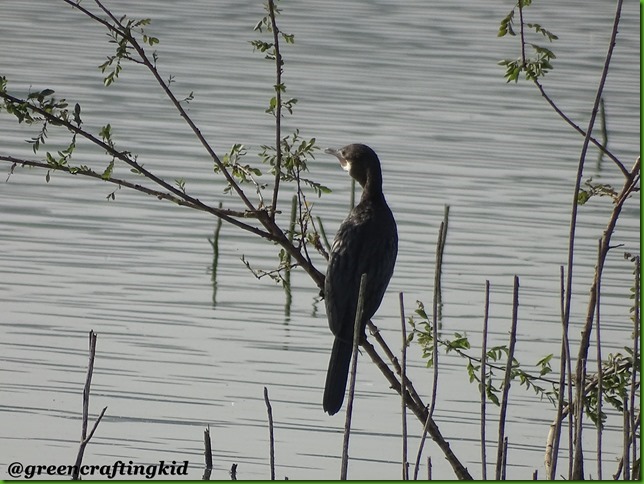 Cormorant