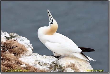 Bempton Cliffs - May