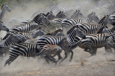 Zebra