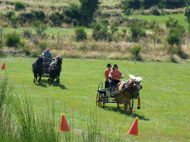 Fête du Haflinger les 16 et 17 aout 2013 a Ajoux (07) P1170182%2520%25281024x768%2529