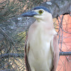 Nankeen night heron