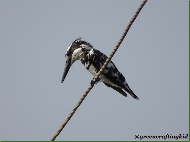 Pied KF1