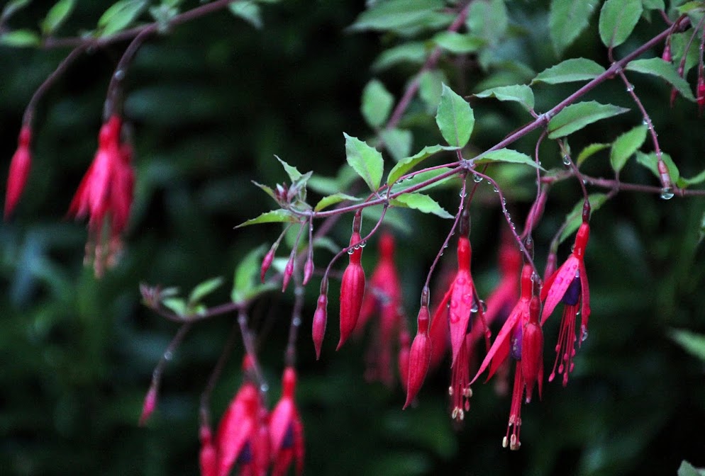 Fuchsia ricartonii IMG_8461