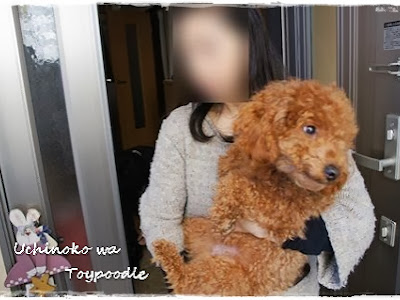 √99以上 ブサイク でかい ���イ プードル 160692-トイプ���ドル カット 自宅 顔