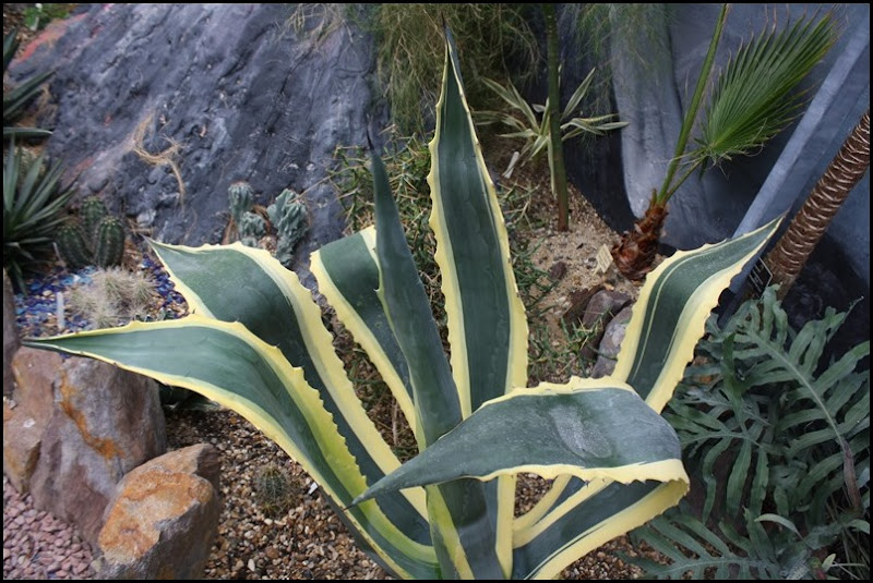 Variegated agave