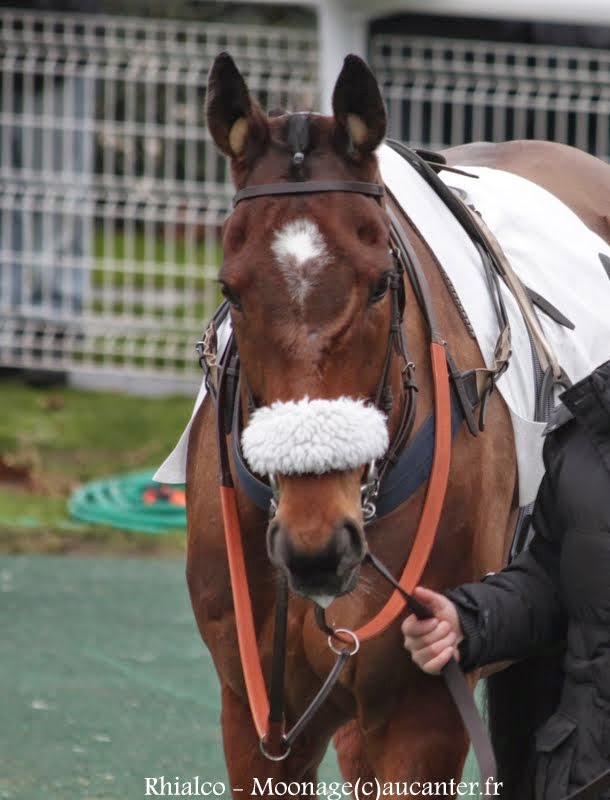 Photos Auteuil 1-03-2015 IMG_7050