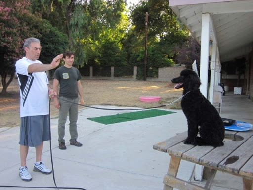 dog-training photo:best dog training tools 